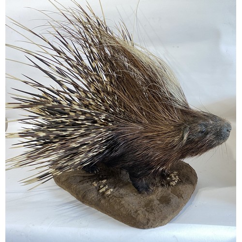 30 - Good Example Of A Taxidermy Full Mount Porcupine With Erect Quills. 74cm x 73cm x 71cm