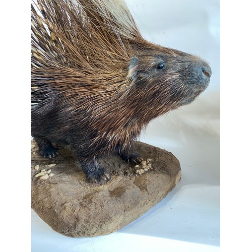 30 - Good Example Of A Taxidermy Full Mount Porcupine With Erect Quills. 74cm x 73cm x 71cm