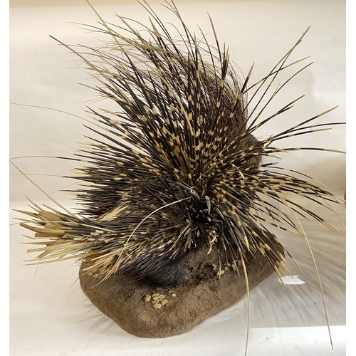 30 - Good Example Of A Taxidermy Full Mount Porcupine With Erect Quills. 74cm x 73cm x 71cm