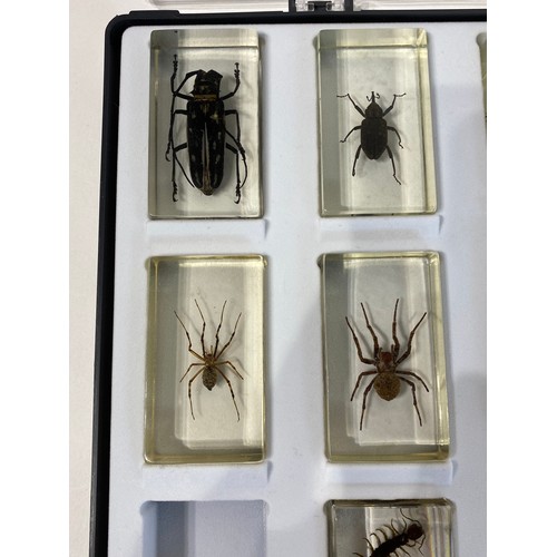 32 - Tray of Insect Specimens Set in Resin Blocks to Include Spider, Centipede and Beetle Examples. 34cm ... 