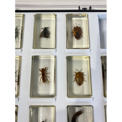 32 - Tray of Insect Specimens Set in Resin Blocks to Include Spider, Centipede and Beetle Examples. 34cm ... 