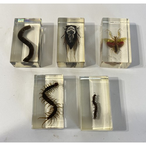 32 - Tray of Insect Specimens Set in Resin Blocks to Include Spider, Centipede and Beetle Examples. 34cm ... 