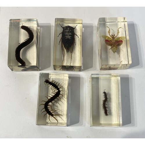 32 - Tray of Insect Specimens Set in Resin Blocks to Include Spider, Centipede and Beetle Examples. 34cm ... 