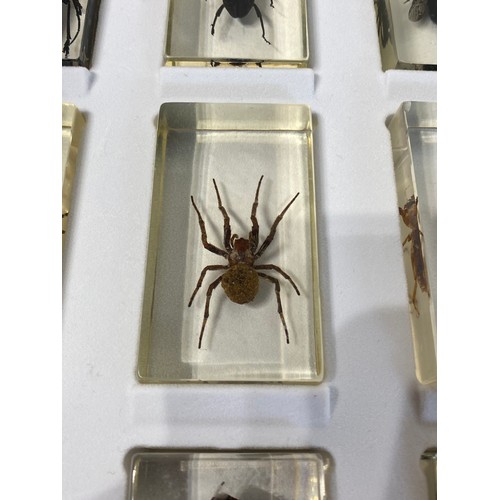 32 - Tray of Insect Specimens Set in Resin Blocks to Include Spider, Centipede and Beetle Examples. 34cm ... 