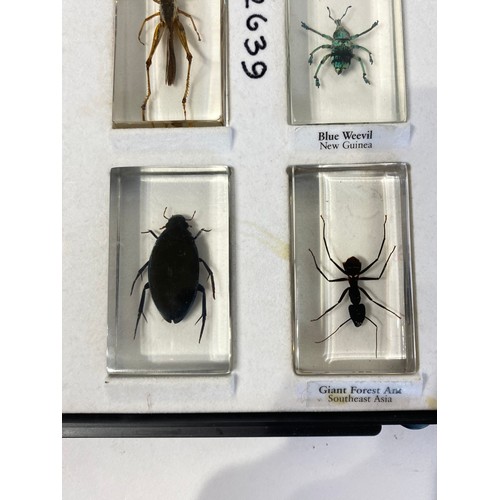 33 - Similar to Previous Lot.  Tray of Encapsulated Insects. 34cm x 29cm