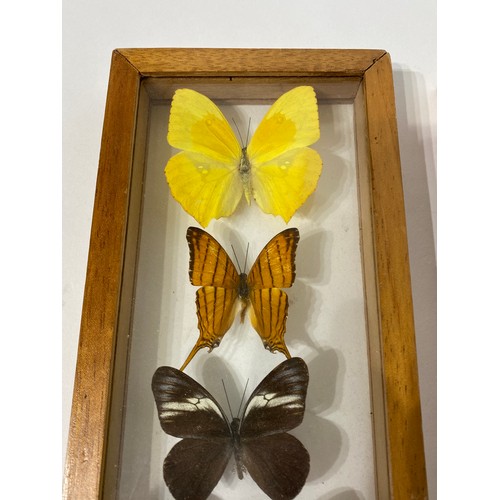 34 - Two Framed Cases Containing Taxidermy Butterfly Examples. 32cm x 12cm