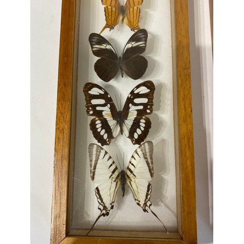 34 - Two Framed Cases Containing Taxidermy Butterfly Examples. 32cm x 12cm