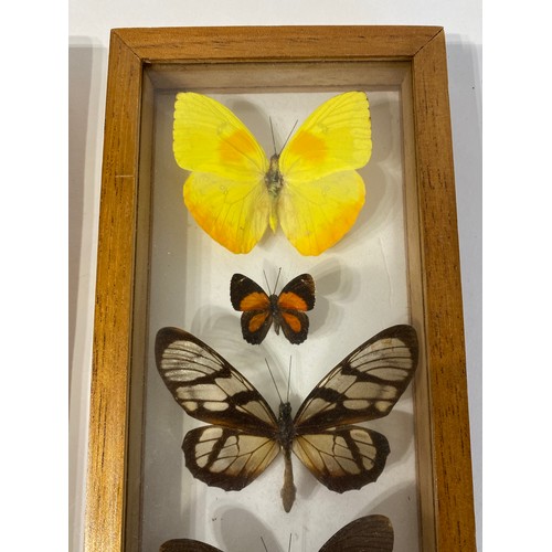 34 - Two Framed Cases Containing Taxidermy Butterfly Examples. 32cm x 12cm