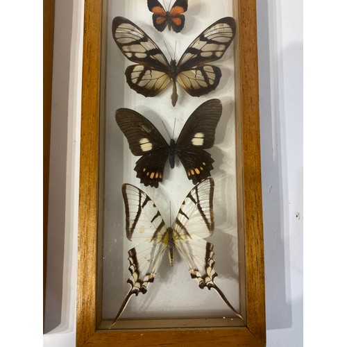 34 - Two Framed Cases Containing Taxidermy Butterfly Examples. 32cm x 12cm