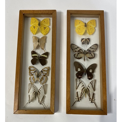 34 - Two Framed Cases Containing Taxidermy Butterfly Examples. 32cm x 12cm