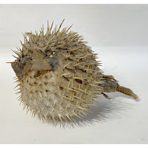 35 - Taxidermy Puffer Fish 29cm x 23cm x 21cm