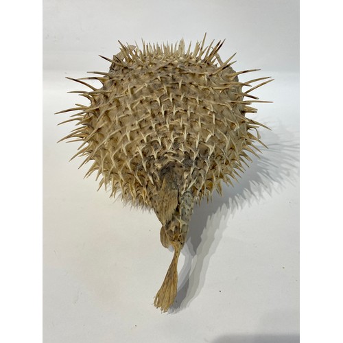 35 - Taxidermy Puffer Fish 29cm x 23cm x 21cm