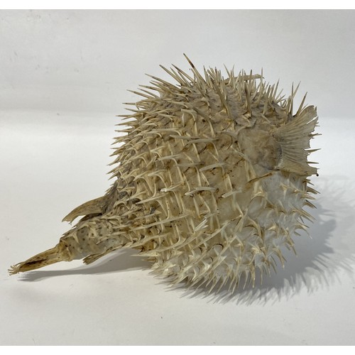 35 - Taxidermy Puffer Fish 29cm x 23cm x 21cm