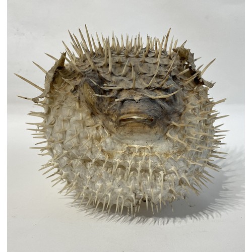 35 - Taxidermy Puffer Fish 29cm x 23cm x 21cm