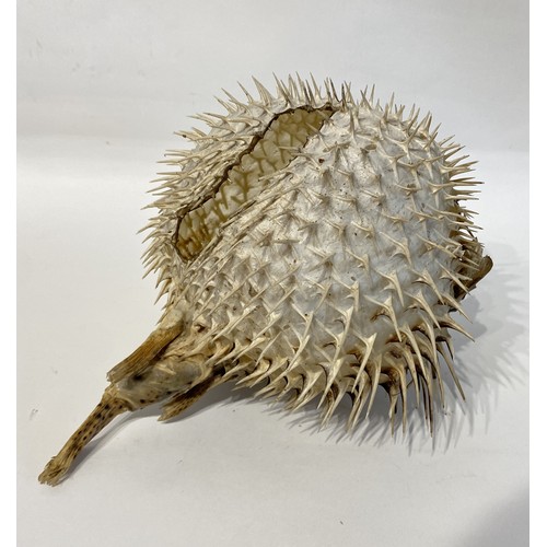 35 - Taxidermy Puffer Fish 29cm x 23cm x 21cm