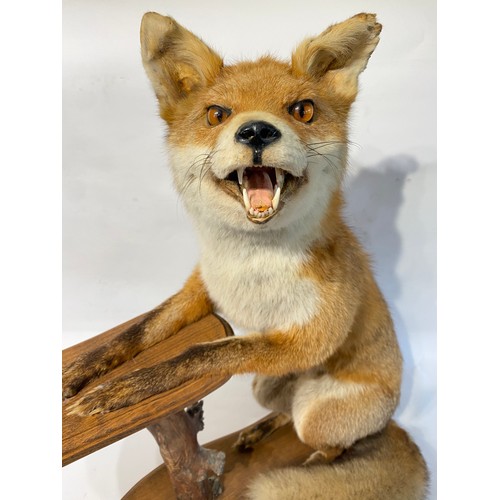 36 - Taxidermy Full Mount Fox In The Form Of A Dumb Waiter . 69cm L x 67cm H