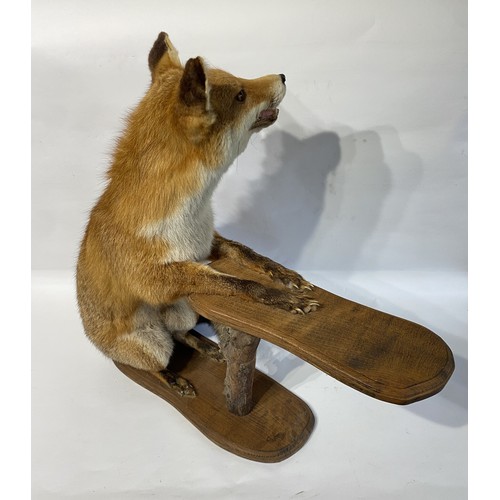 36 - Taxidermy Full Mount Fox In The Form Of A Dumb Waiter . 69cm L x 67cm H