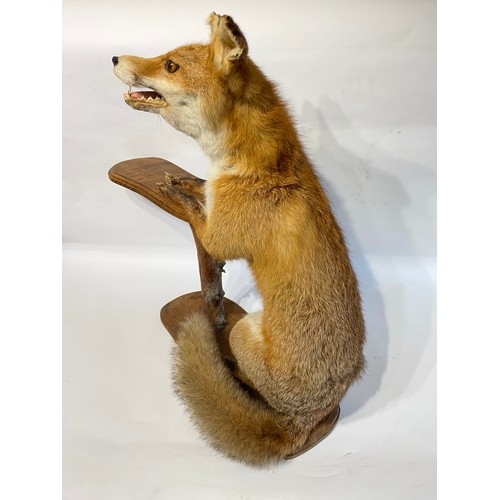 36 - Taxidermy Full Mount Fox In The Form Of A Dumb Waiter . 69cm L x 67cm H