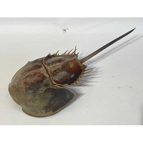 37 - Large Ful Mount Taxidermy Horseshoe Crab. 49cm x 24cm