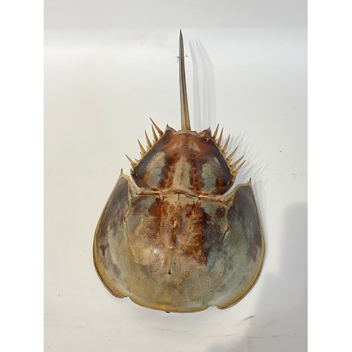 37 - Large Ful Mount Taxidermy Horseshoe Crab. 49cm x 24cm