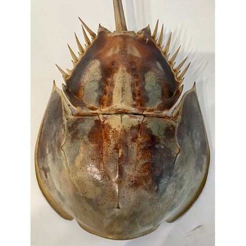 37 - Large Ful Mount Taxidermy Horseshoe Crab. 49cm x 24cm