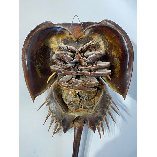 37 - Large Ful Mount Taxidermy Horseshoe Crab. 49cm x 24cm