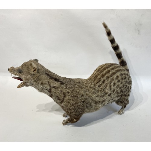 38 - Taxidermy Full mount Common Genet 52cm x 37cm