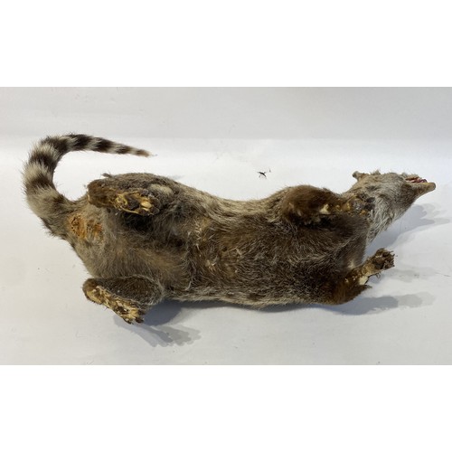 38 - Taxidermy Full mount Common Genet 52cm x 37cm