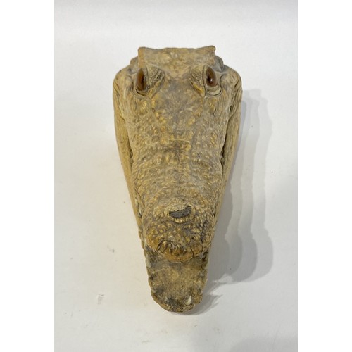 39 - Taxidermy Nile Crocodile Head 20cm x 9cm x 9cm