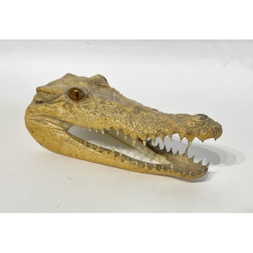 39 - Taxidermy Nile Crocodile Head 20cm x 9cm x 9cm