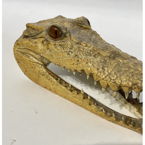 39 - Taxidermy Nile Crocodile Head 20cm x 9cm x 9cm