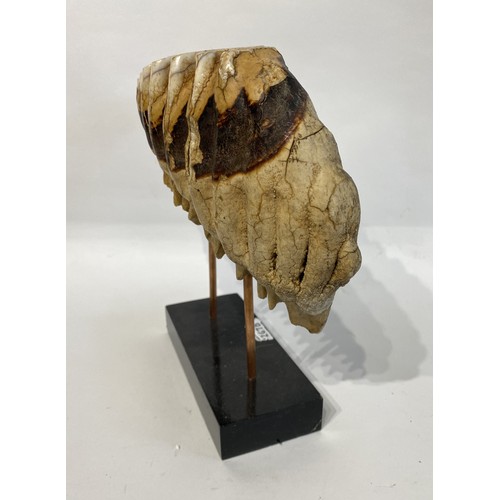 40 - Antique Mounted Mammoth Tooth. 27cm x 26cm