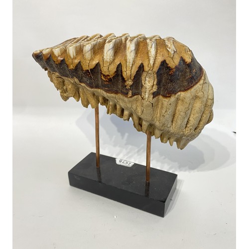 40 - Antique Mounted Mammoth Tooth. 27cm x 26cm