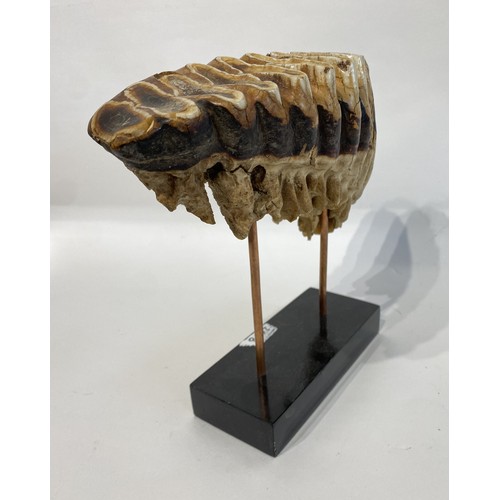 40 - Antique Mounted Mammoth Tooth. 27cm x 26cm