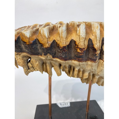 40 - Antique Mounted Mammoth Tooth. 27cm x 26cm