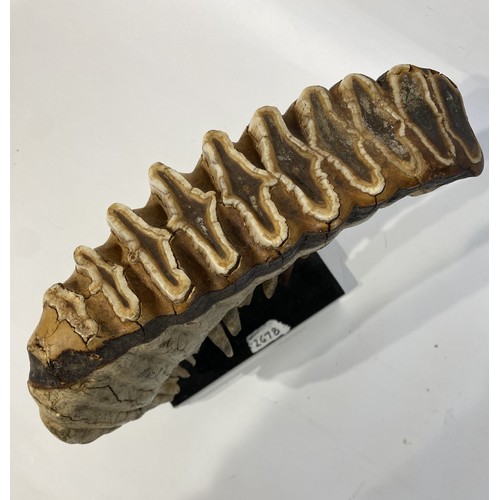 40 - Antique Mounted Mammoth Tooth. 27cm x 26cm