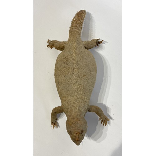 41 - Taxidermy Full Mount  Spiny Dab Lizard. 39cm x 16cm x 9cm