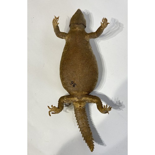 41 - Taxidermy Full Mount  Spiny Dab Lizard. 39cm x 16cm x 9cm