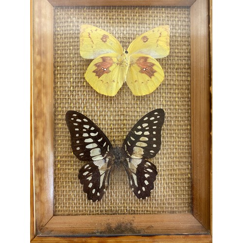 42 - Three Framed Cases Of Taxidermy Butterflies. . 19.5cm x 19.5cm Largest (3)