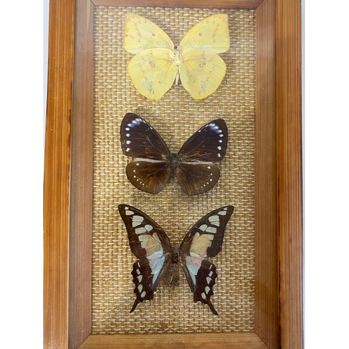 42 - Three Framed Cases Of Taxidermy Butterflies. . 19.5cm x 19.5cm Largest (3)