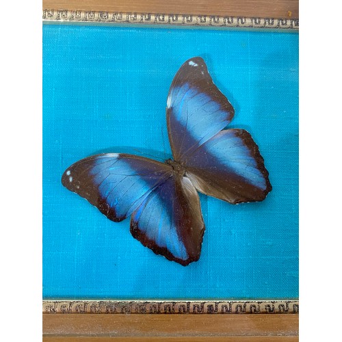 42 - Three Framed Cases Of Taxidermy Butterflies. . 19.5cm x 19.5cm Largest (3)