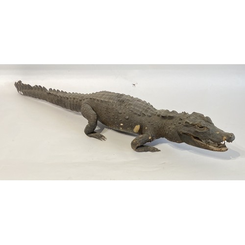 45 - Antique Taxidermy Full Mount Crocodile  98cm x 25cm x 15cm