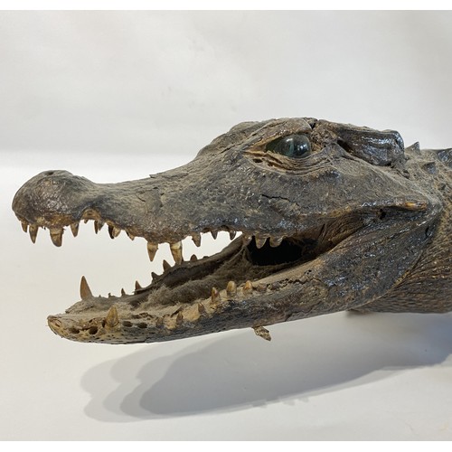 45 - Antique Taxidermy Full Mount Crocodile  98cm x 25cm x 15cm