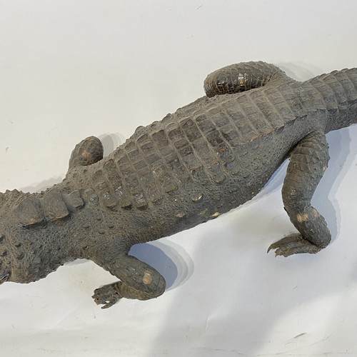 45 - Antique Taxidermy Full Mount Crocodile  98cm x 25cm x 15cm