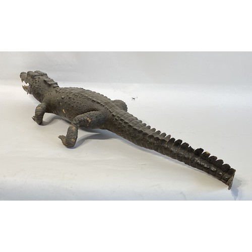 45 - Antique Taxidermy Full Mount Crocodile  98cm x 25cm x 15cm