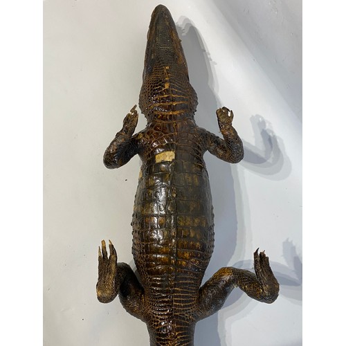 45 - Antique Taxidermy Full Mount Crocodile  98cm x 25cm x 15cm