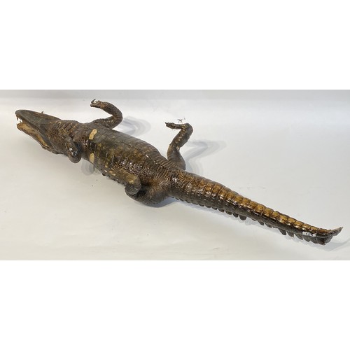 45 - Antique Taxidermy Full Mount Crocodile  98cm x 25cm x 15cm