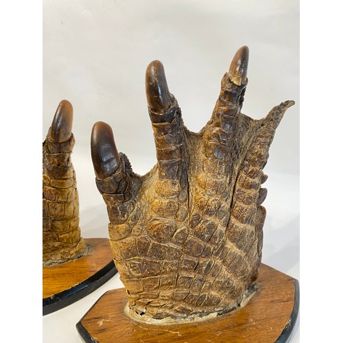 46 - Taxidermy A Pair Of Antique Mounted Hind Feet Of A Large Crocodile  31cm x 27cm x 13cm