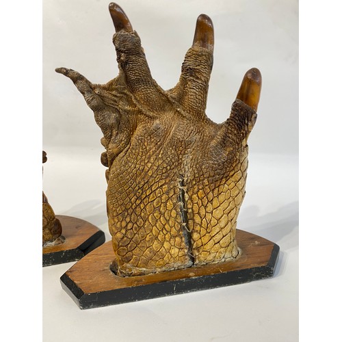 46 - Taxidermy A Pair Of Antique Mounted Hind Feet Of A Large Crocodile  31cm x 27cm x 13cm