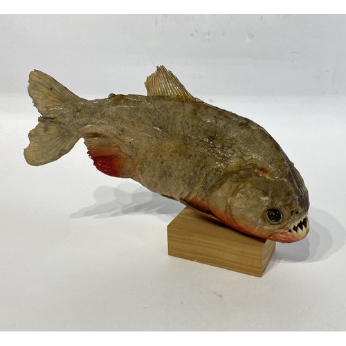 47 - Taxidermy Piranha 20cm x 15cm